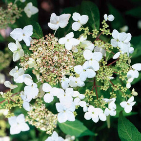 Гортензия черешковая Сильвер Лайнинг (Silver lining)