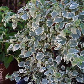 Гортензия черешковая Сильвер Лайнинг (Silver lining)