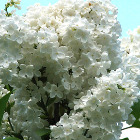 Сирень обыкновенная Мадам Флорен Степман (Mme Florent Stepman)