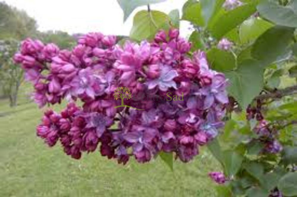 Сирень обыкновенная ПольТирион (Paul Thirion)