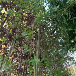 Ива Козья Килмарнок (Kilmarnok)