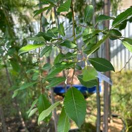 Ива Козья Килмарнок (Kilmarnok)