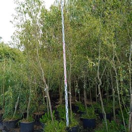 Ива "Свердловская Извилистая-1"