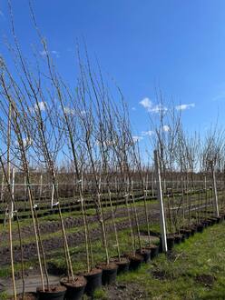 Ива Шверина улучшенная (Schvernii)