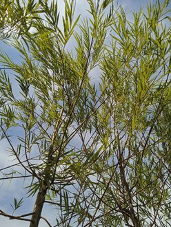 Ива Шверина улучшенная (Schvernii)