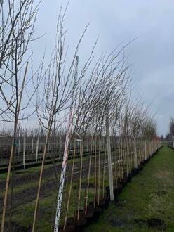 Ива Шверина улучшенная (Schvernii)