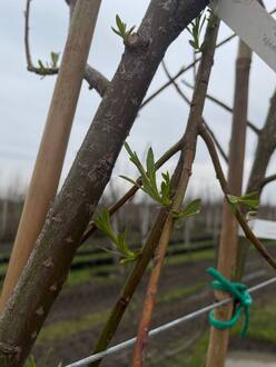 Ива Шверина улучшенная (Schvernii)