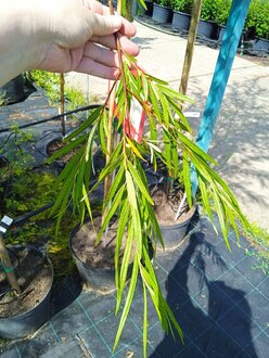 Ива Шверина улучшенная (Schvernii)