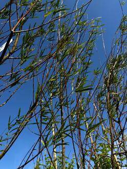 Ива Шверина улучшенная (Schvernii)