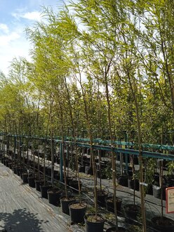 Ива Шверина улучшенная (Schvernii)