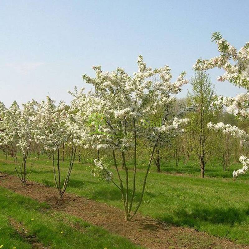 Яблоня Шуга Тайм (Sugar Tyme)