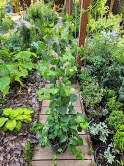 Древогубец круглолистный Геркулес (Hercules)