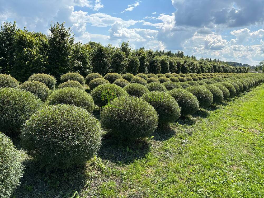 Ива Пурпурная "Nana" (Нана)