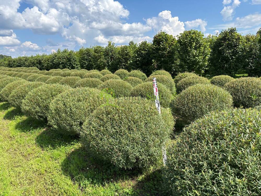 Ива Пурпурная "Nana" (Нана)