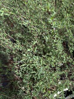 Ива Пурпурная Нана (Nana)