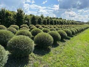 Ива Пурпурная Нана (Nana)