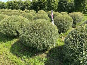 Ива Пурпурная Нана (Nana)