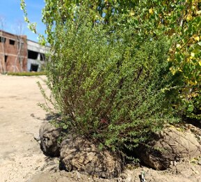 Ива Пурпурная Нана (Nana)