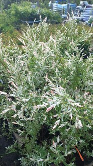 Ива Цельнолистная Хакуро Нишики (Hakuro-nishiki)