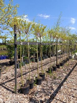 Ива Цельнолистная Хакуро Нишики (Hakuro-nishiki)