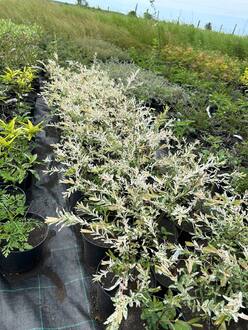 Ива Цельнолистная Хакуро Нишики (Hakuro-nishiki)