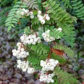 Рябина Белый Марс (White Mars)