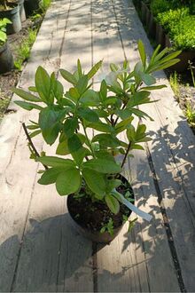 Азалия гибридная Оксидол (Oxydol)