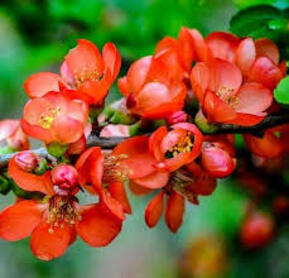 Айва великолепная Боуль де фё (Boule de Feu)