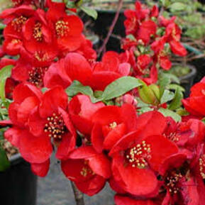 Айва великолепная Кримсон энд Голд (Crimson and Gold)