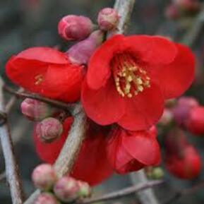 Айва великолепная Файр Дэнс (Fire Dance)