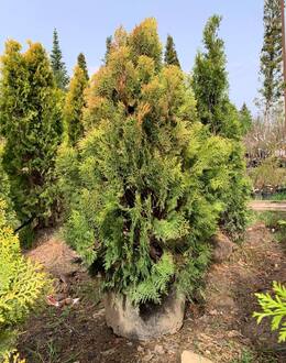 Туя западная Ауреа Нана (Aurea Nana)