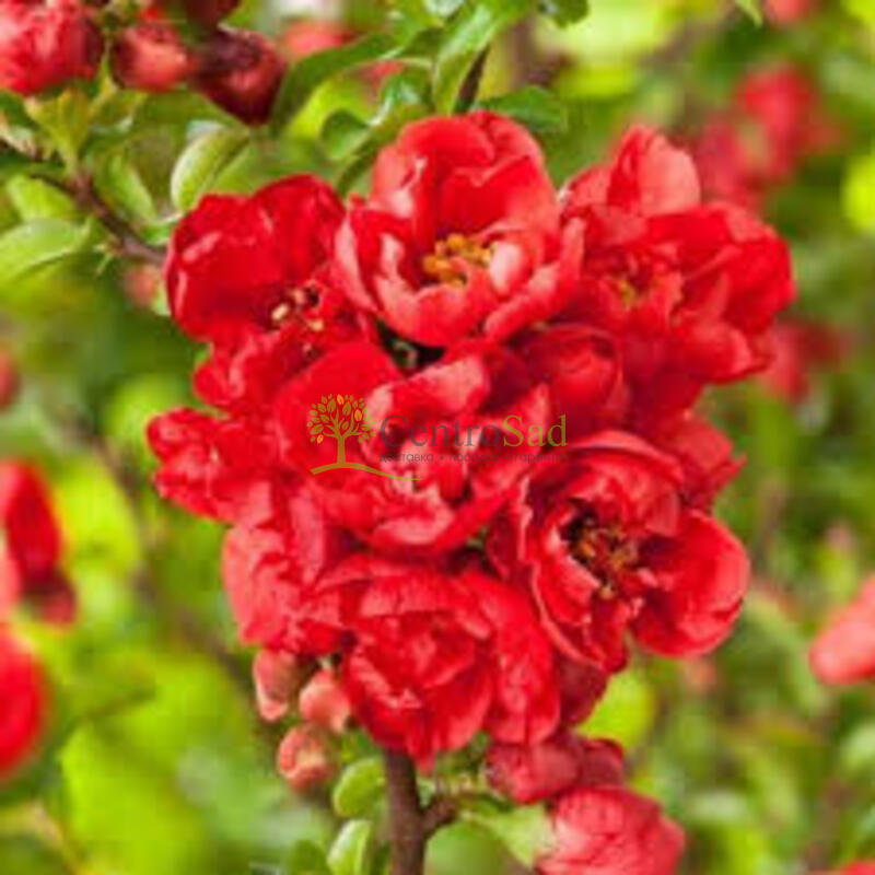 Айва японская Ред Джой (Red Joy)