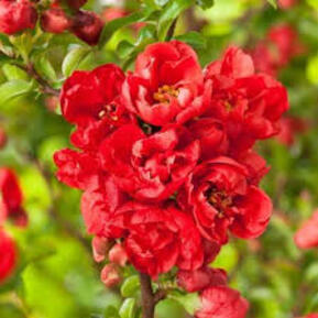 Айва японская Ред Джой (Red Joy)