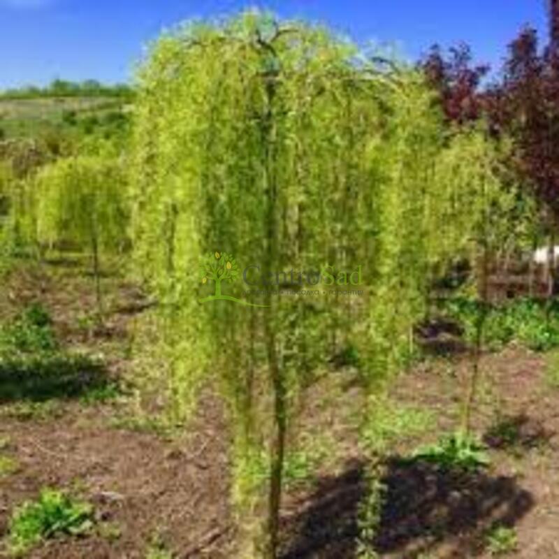 Акация желтая Валкер (Walker)