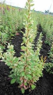 Барбарис Тунберга Сильвер Бьюти (Silver Beauty)