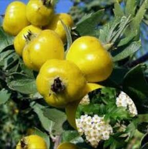 Боярышник Злат (Zlata)