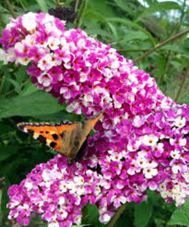 Буддлея Давида Беррис энд Крим (Berries and Cream)