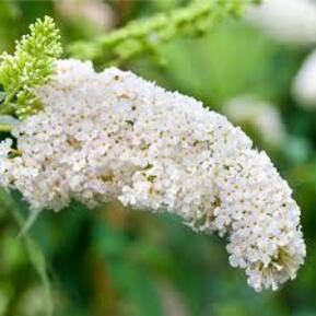 Буддлея Давида Вайт Чип (White Chip)