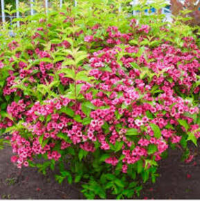 Вейгела цветущая Букет Роуз (Bouquet Rose)