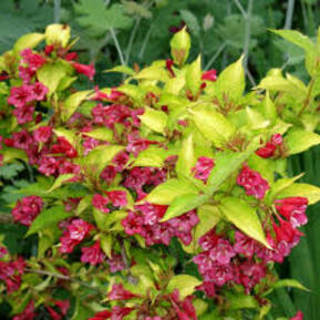 Вейгела цветущая Голден Джинс (Golden Jeans)