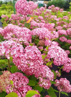 Гортензия древовидная Мэджикал Пинкербелл (Magical Pinkerbell)