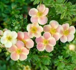 Лапчатка кустарниковая Гламур Гёрл (Glamour Girl)