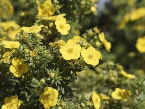 Лапчатка кустарниковая Голден Тауэр (Golden Tower)