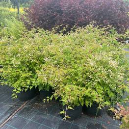 Ива ломкая шаровидная