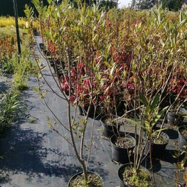 Ива ломкая шаровидная