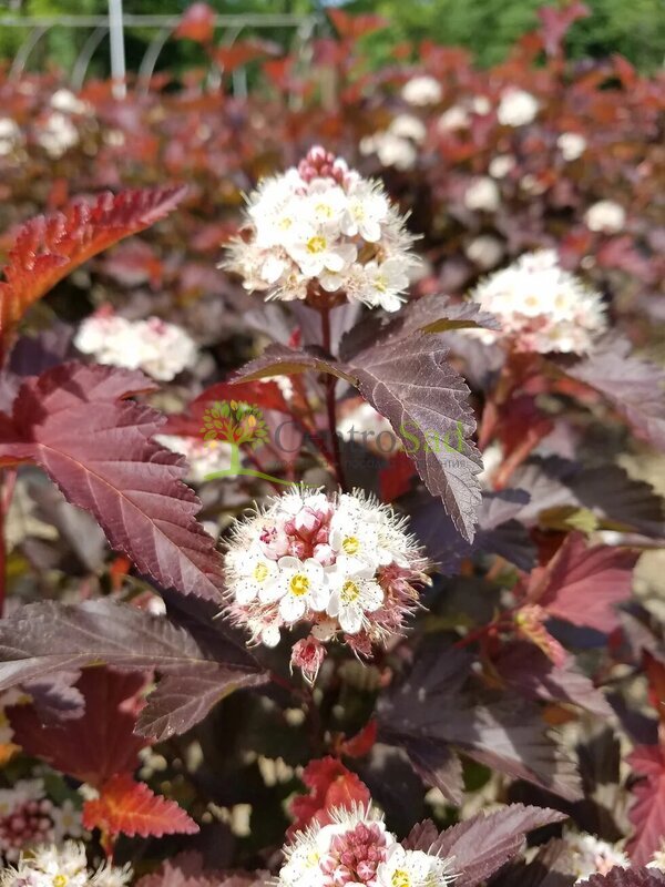 Пузыреплодник калинолистный Центер Глоу (Center Glow)