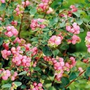 Снежноягодник Хенаульта Хэнкок (Hancock)