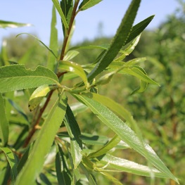 Ива белая Чермезина (Chermesina)