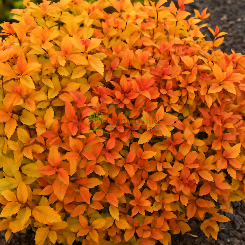 Спирея японская Зен Спирит Карамель (Zen Spirit Caramel)