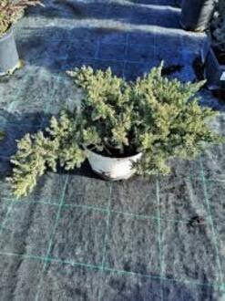 Можжевельник китайский Сан Хосе (San Jose)